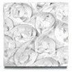 White Rose